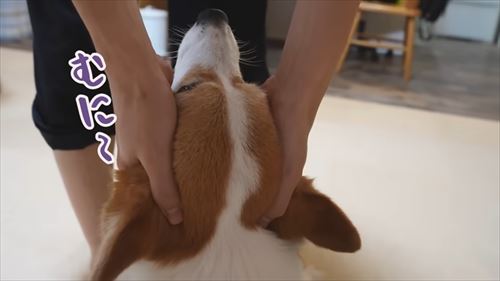 兄が大好きなコーギー