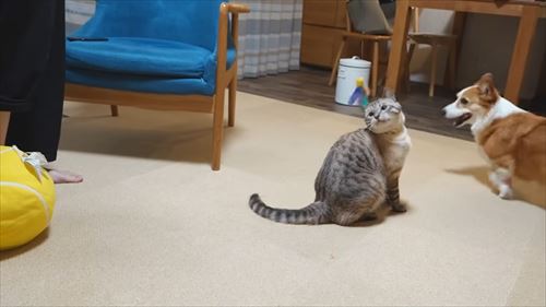 兄が大好きなコーギー