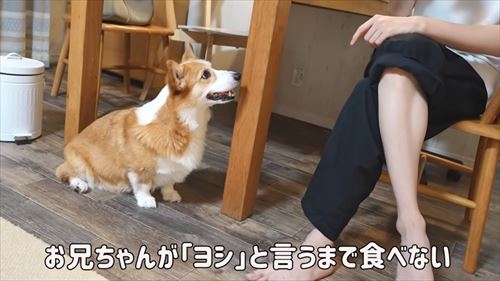 兄が大好きなコーギー