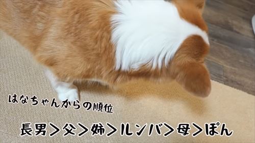 兄が大好きなコーギー