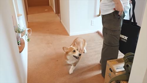 兄が大好きなコーギー