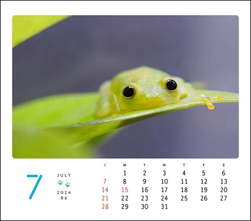 ぴよのカエルカレンダー2024年7月