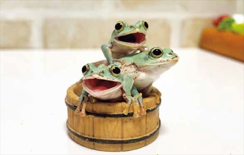 ぴよのカエルカレンダー温泉旅行