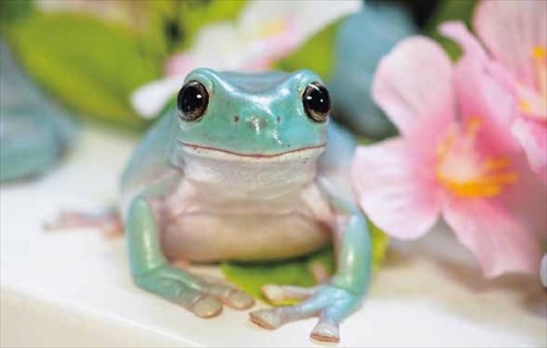 ぴよのカエルカレンダーお花と