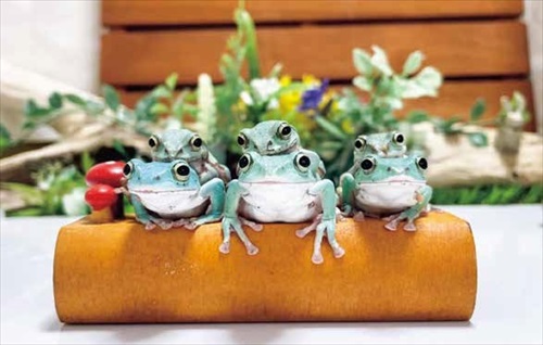 ぴよのカエルカレンダー背中に乗る