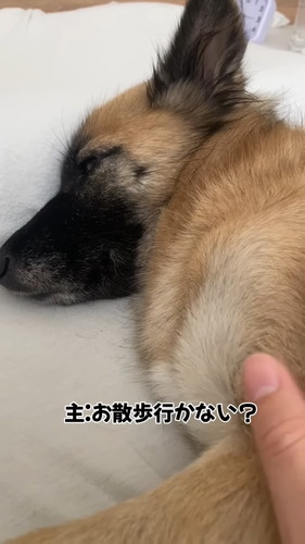 「寝坊した時の反応が人間ぽい犬」