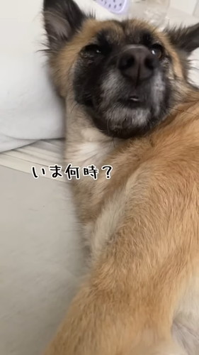「寝坊した時の反応が人間ぽい犬」
