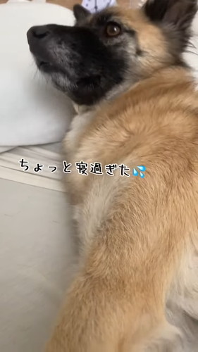 「寝坊した時の反応が人間ぽい犬」