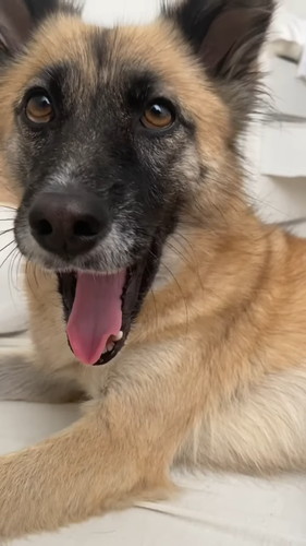 「寝坊した時の反応が人間ぽい犬」