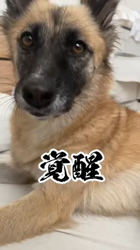 「寝坊した時の反応が人間ぽい犬」