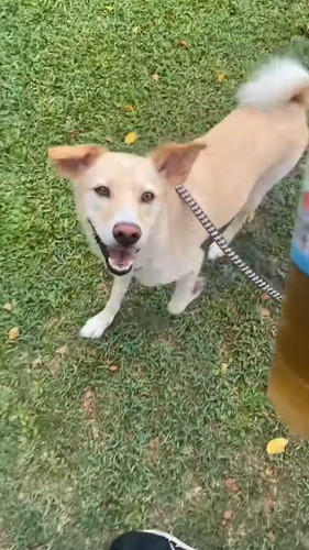 「寝坊した時の反応が人間ぽい犬」