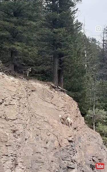 ヒツジの親子を追いかけるオオカミ