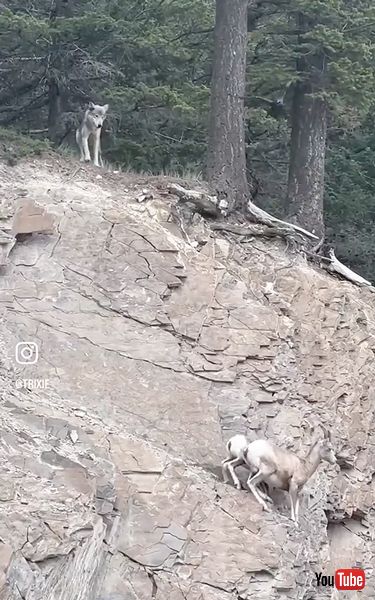 ヒツジの親子を追いかけるオオカミ