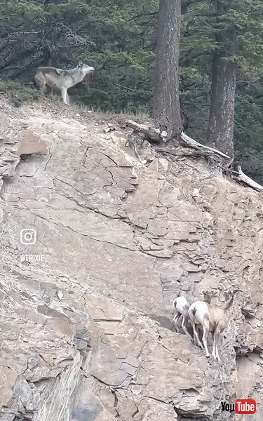 ヒツジの親子を追いかけるオオカミ