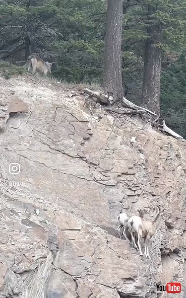 ヒツジの親子を追いかけるオオカミ