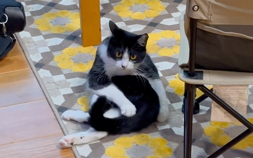 しっぽにほんろうされる猫