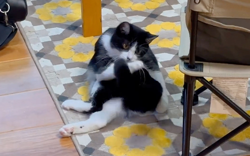 しっぽが制御不能になった猫