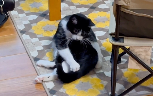 しっぽをおさえる猫