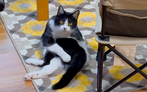 飼い主を見つめる猫