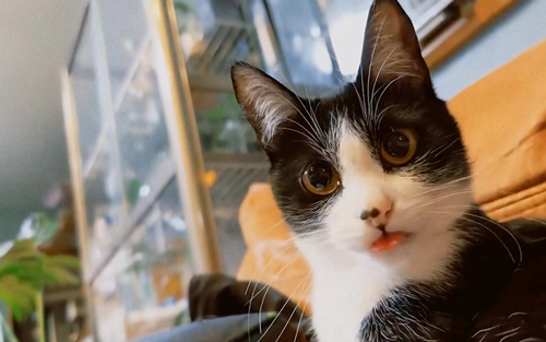 不思議そうな猫