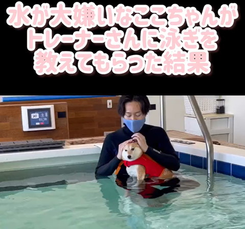 水が大嫌いなここちゃんがテロップ