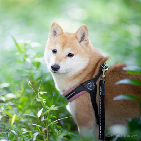 自然バックに振り返るワンコ