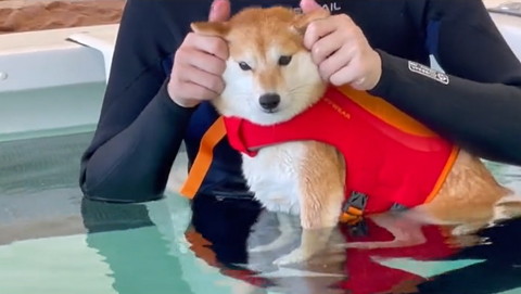 耳をさわられてるワンコ