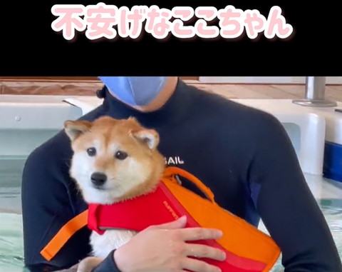 不安げなここちゃんテロップ