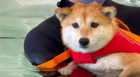 困り顏のワンコ抱っこされてる