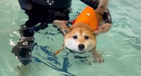 支えてもらいながら泳ぐワンコ