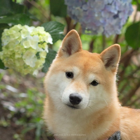 アジサイとワンコ