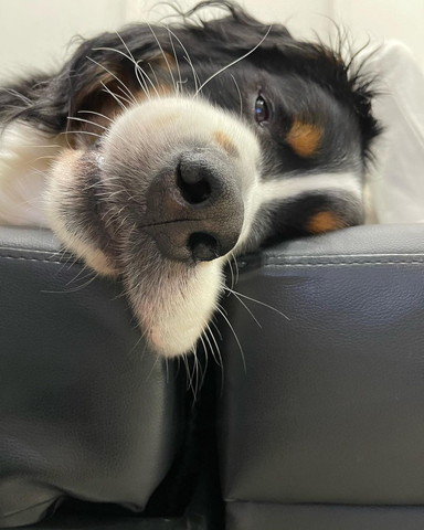 ソファの隙間に口元垂れてるワンコ