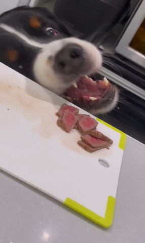 肉食べようと口あけるワンコ