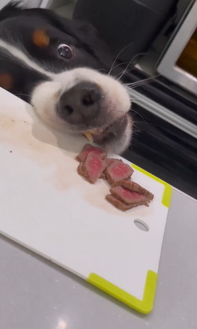 まな板に顔のせて肉見るワンコ