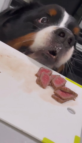 肉をみおろすワンコ