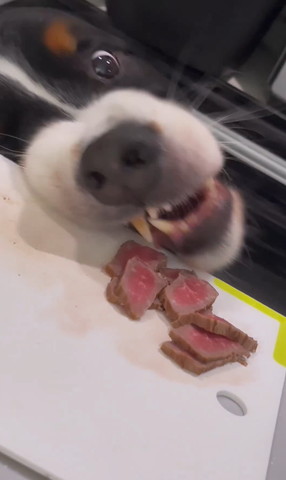 肉食べようと歯をむき出しワンコアップ