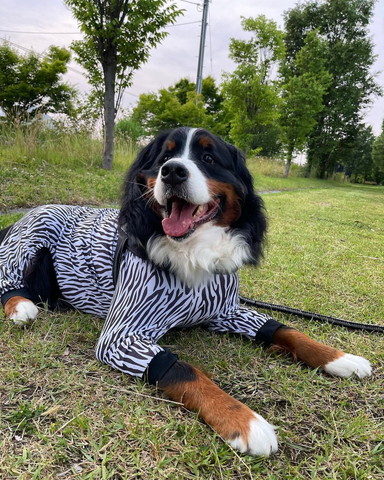 ゼブラ服着て笑顔ワンコ