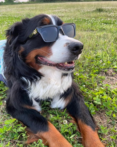 サングラスしてるワンコ