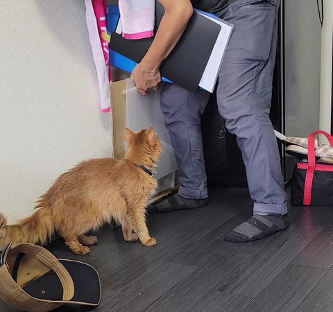 おじさんを見てる猫