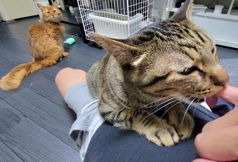 指ちゃぶり猫と見てる猫