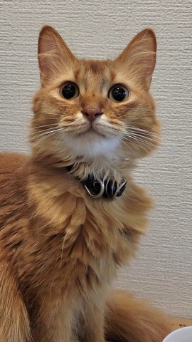 おめめくりくりソマリ