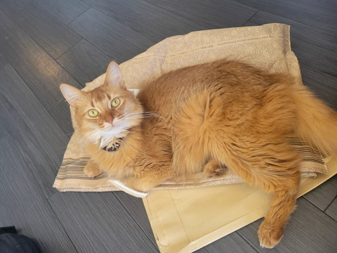 袋の上でまどろむ猫