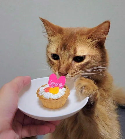 前足なめてる猫