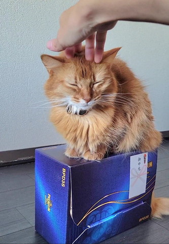 なでられてる猫