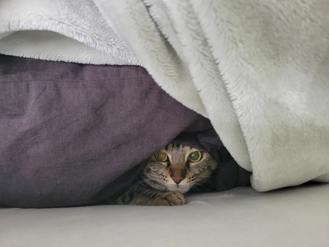 布団に隠れてる猫