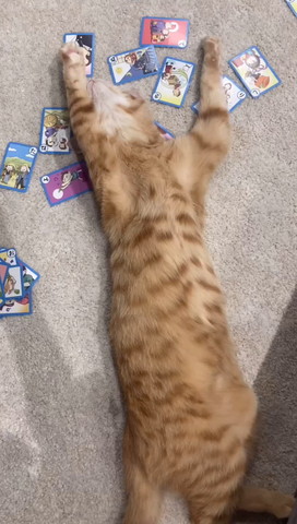 へそ天猫斜め横から