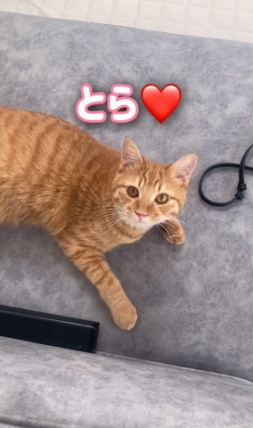 ソファで見上げてる猫