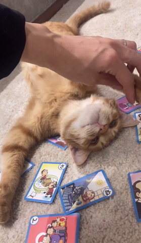 前足さわられてる猫