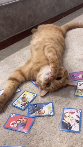 寝転んで顏に前足添えてる猫