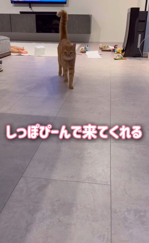 歩いてくる猫